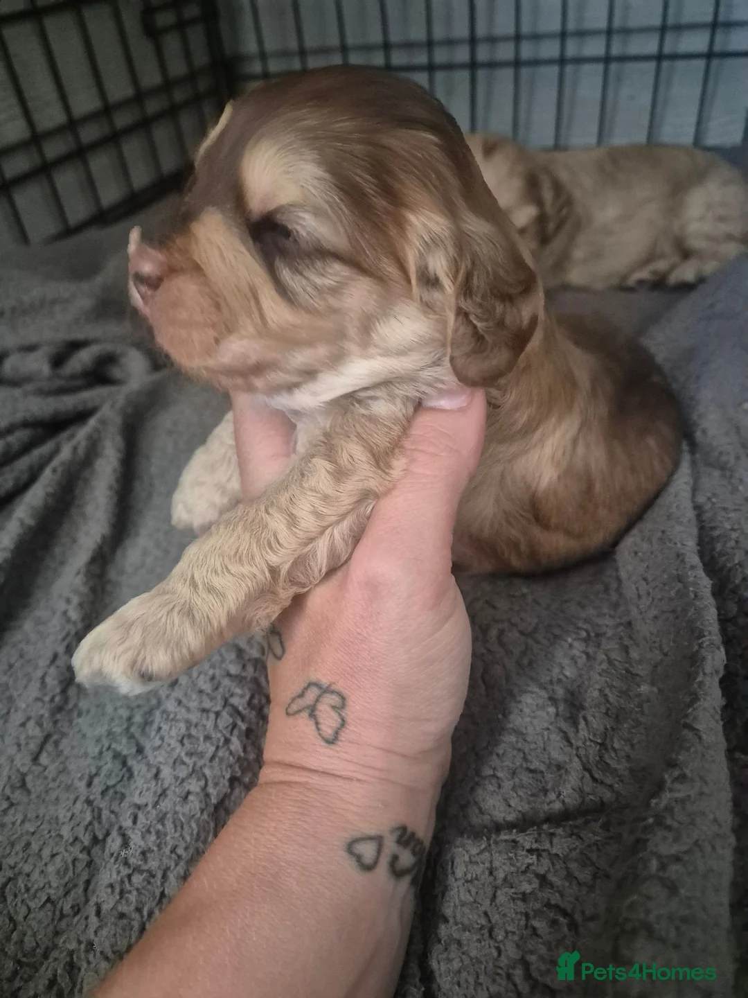 Cockapoo dogs for sale: Cocker spainels puppies - Advert 2