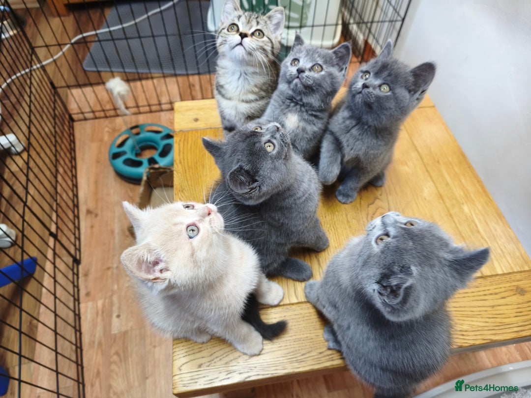 British Shorthair cats for sale: British Shorthair Kittens Imported Parents  - Advert 13