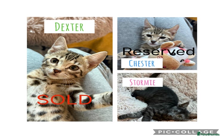 Bengal cats - Advert 4