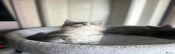 Maine Coon cats for sale: Stunning Maine Coon Litter Of Kittens  - Advert 8