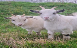 Goats livestock for sale: Two young castrated male dwarfs - Image 1