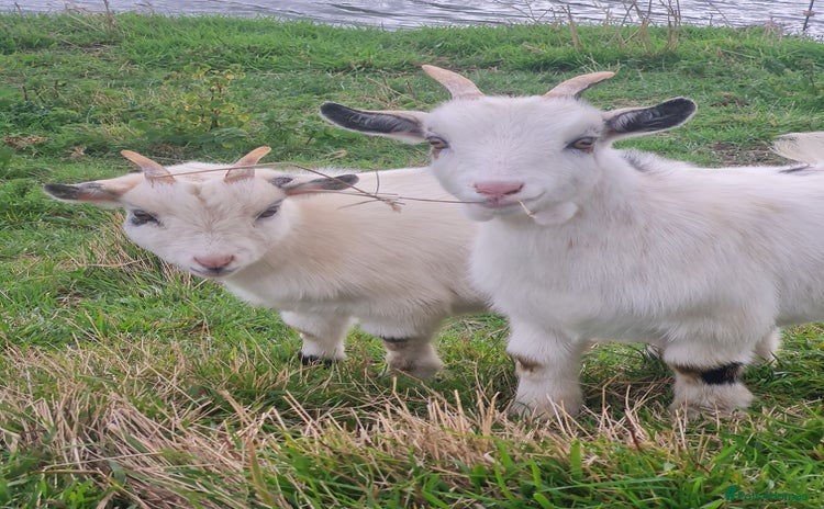 Goats livestock - Advert 2