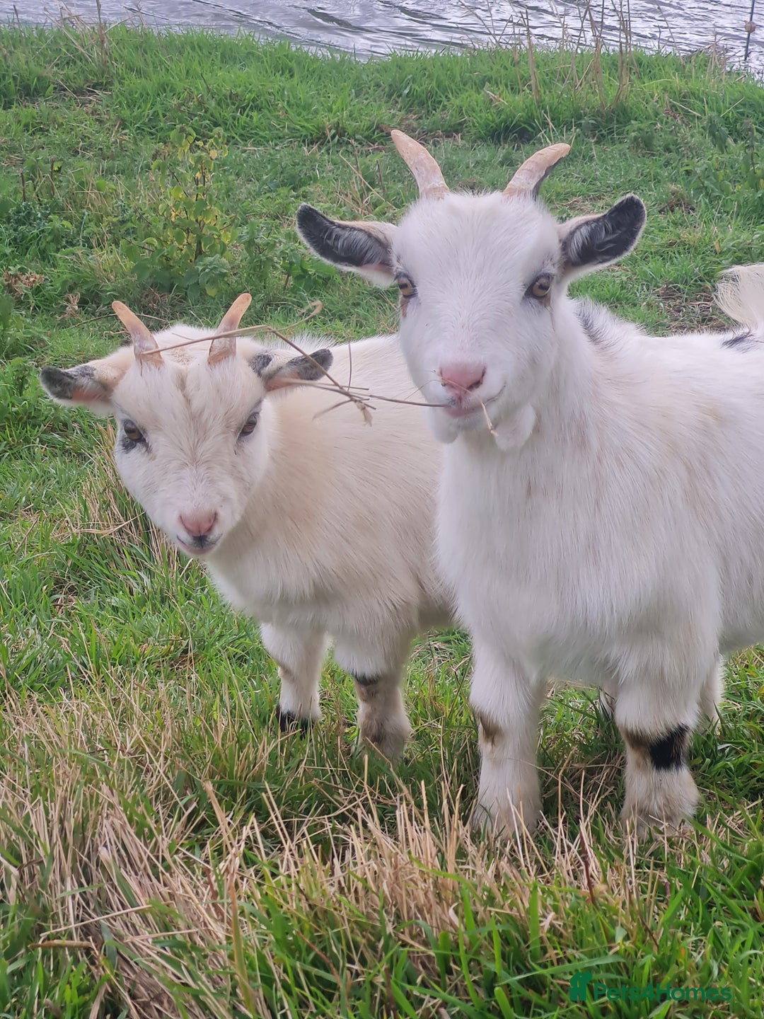 Goats livestock for sale: Two young castrated male dwarfs - Image 1