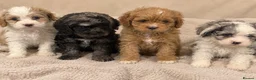 Cavapoo dogs for sale: Beautiful Home Reared Cavapoo Fully health Tested - Advert 1