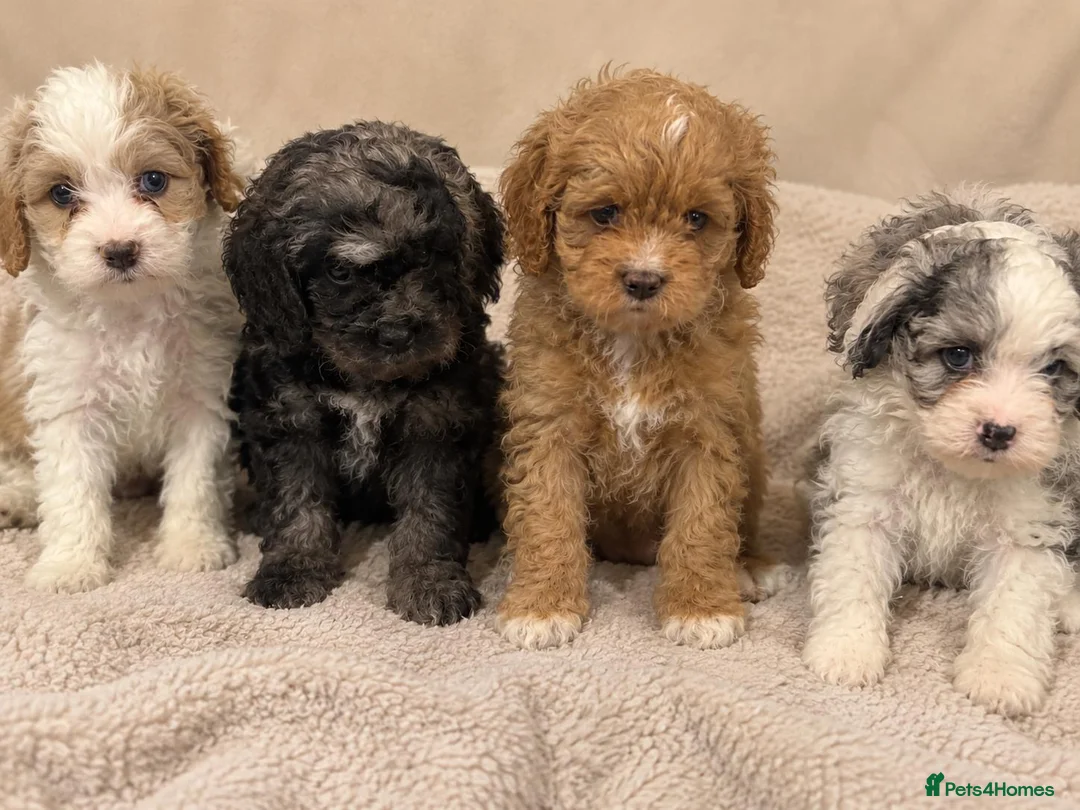 Cavapoo dogs for sale: Beautiful Home Reared Cavapoo Fully health Tested - Advert 1
