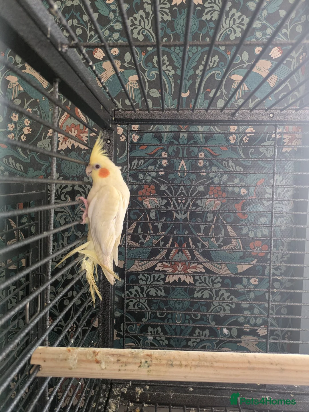 Cockatiels birds for sale: Lutino cockatiel hand reared baby tamed in Bradford - Advert 2