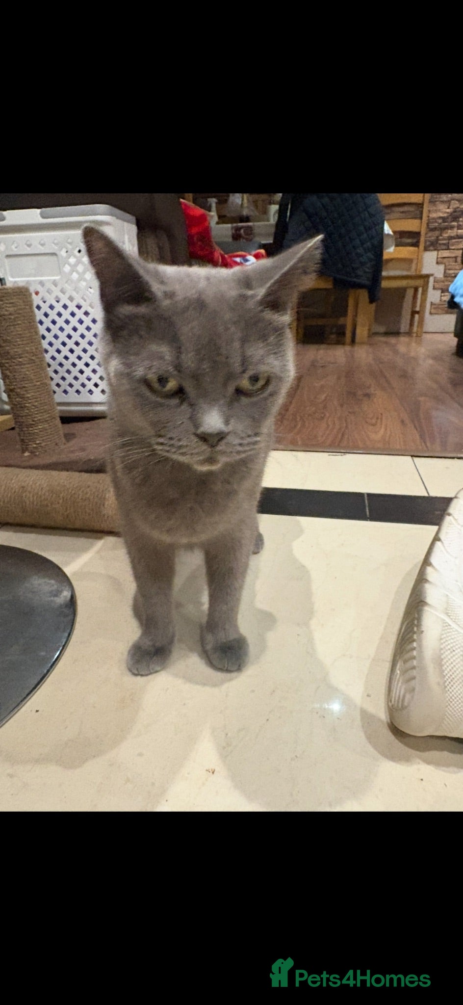 British Shorthair cats British Shorthair kittens  - Advert 14