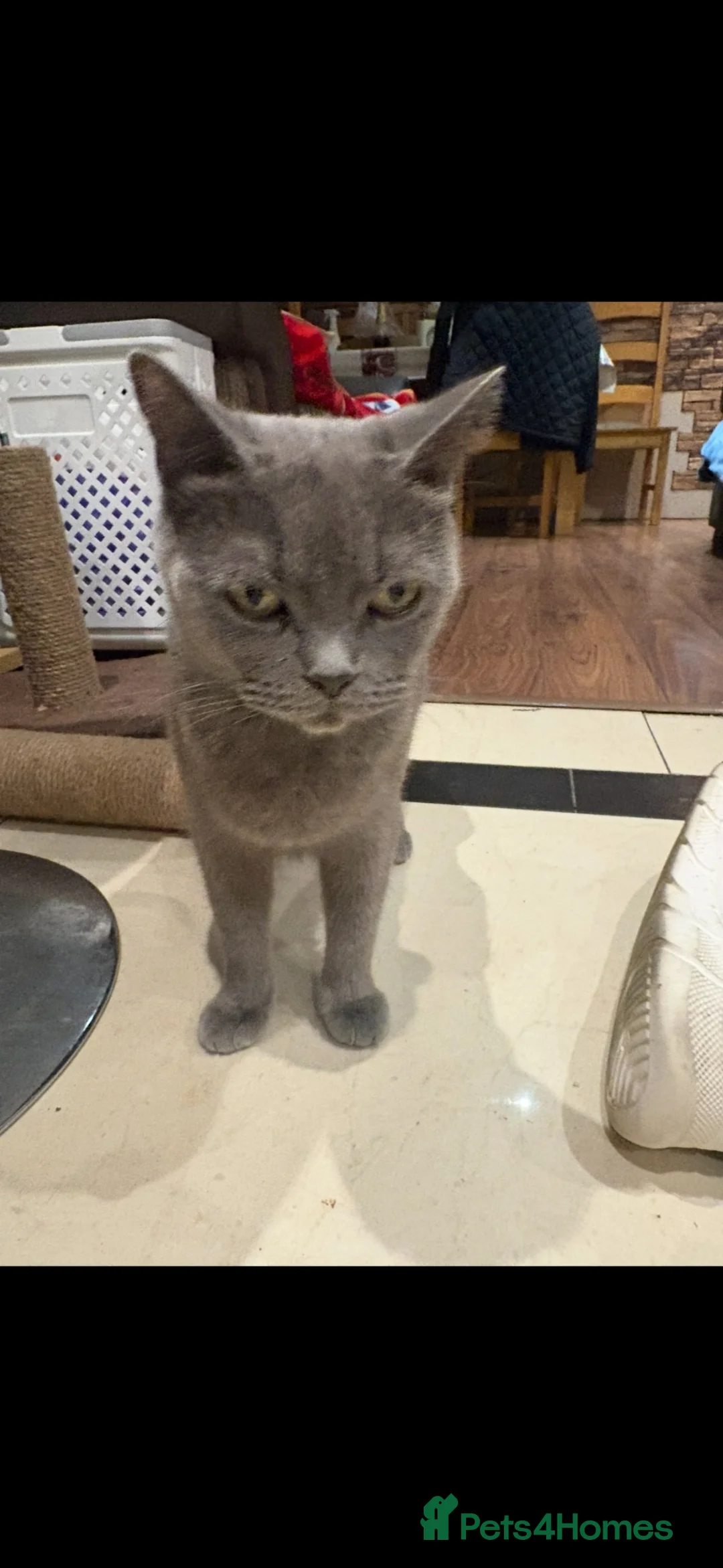 British Shorthair cats for sale: British Shorthair kittens  - Advert 1