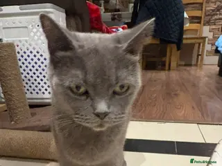 British Shorthair cats British Shorthair kittens - Advert 1
