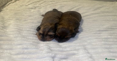 Dachshund dogs - Advert 2