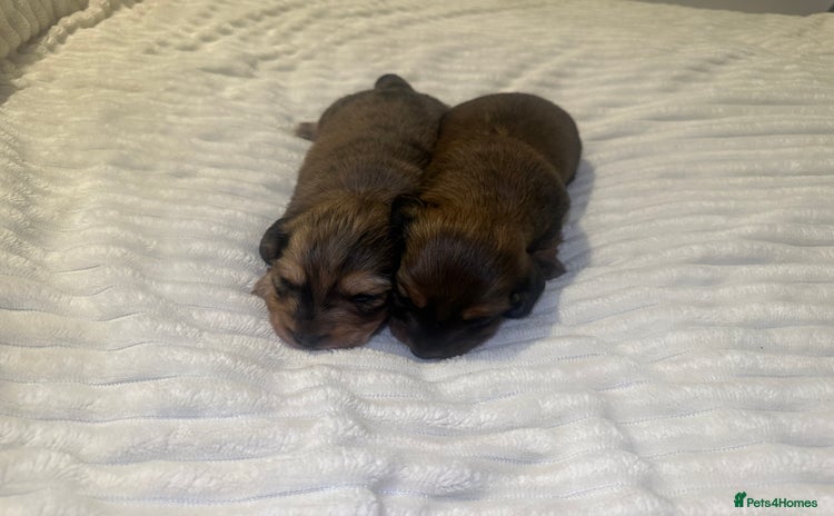 Dachshund dogs - Advert 1