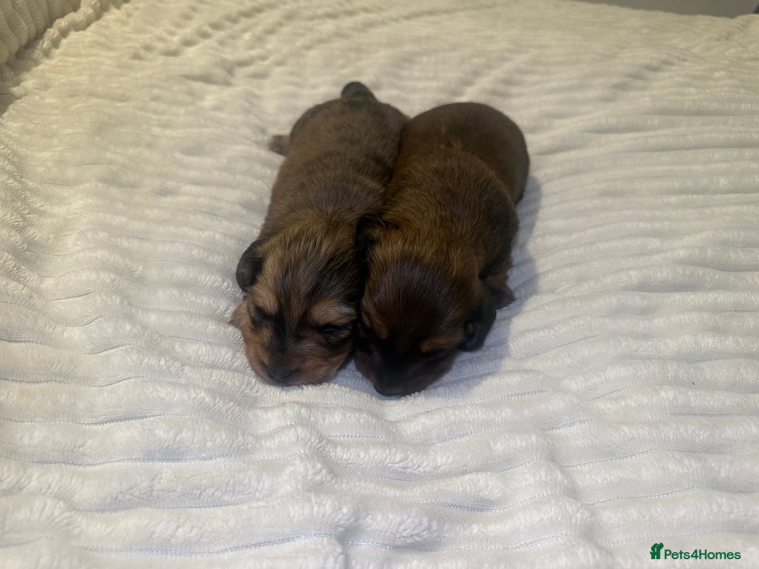 Dachshund dogs for sale:  KC Registered mini long hair Dachshund Puppies  - Image 2