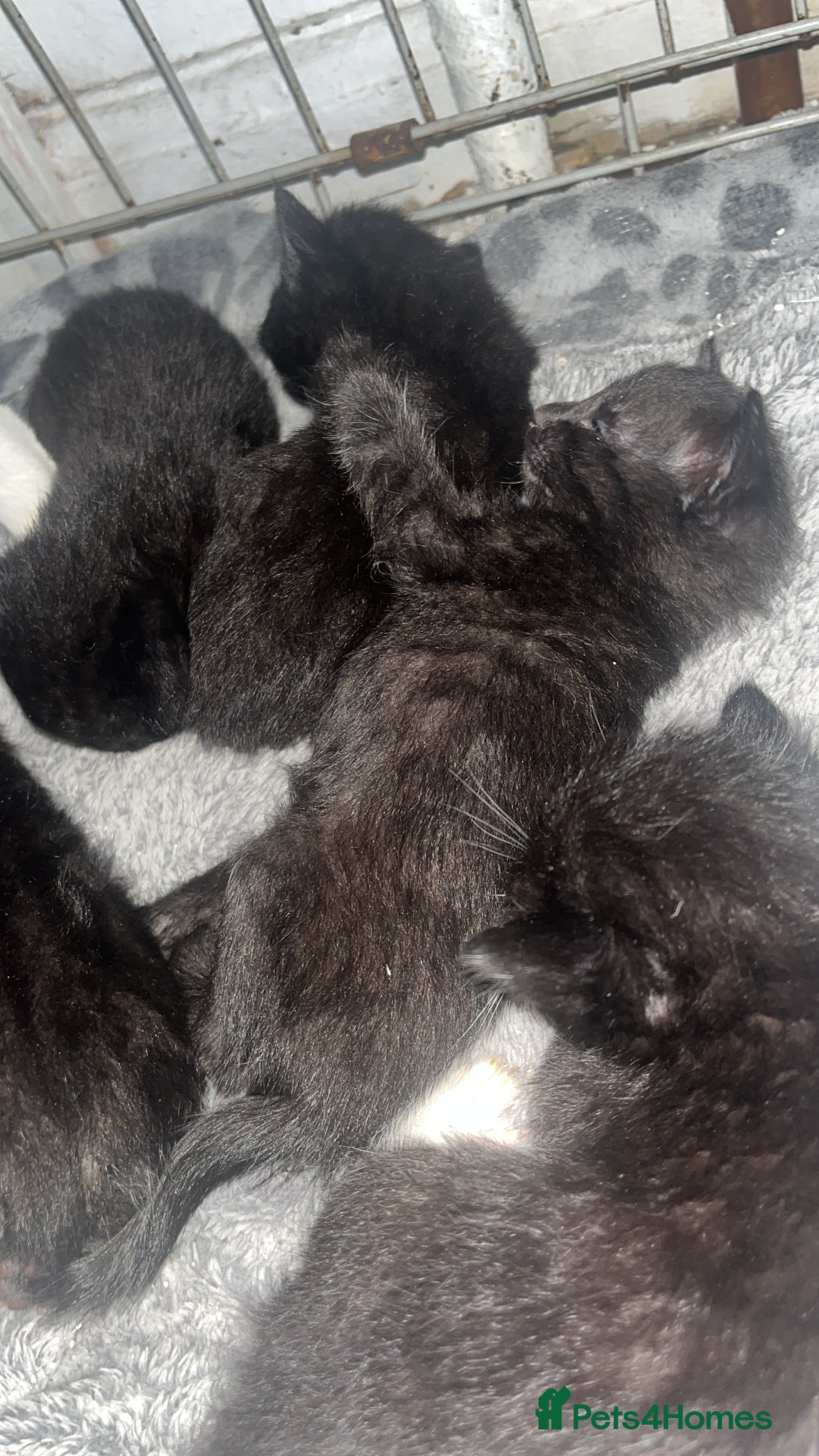British Shorthair cats for sale: British shorthair x bengal - Image 5