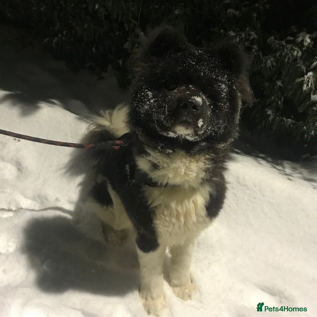 Akita dogs for sale: Beautiful pedigree Long Coat Akita  - Advert 2