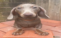 Miniature Dachshund dogs for sale: Pra clear mini dachshund pups - Image 8