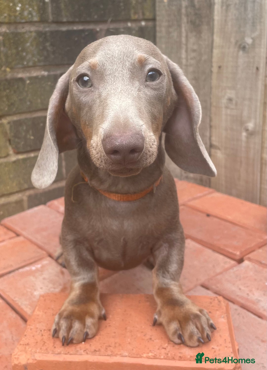 Miniature Dachshund dogs for sale: Pra clear mini dachshund pups - Image 8