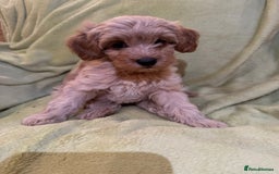 Yorkiepoo dogs for sale: Yorkiepoo pups - Image 4