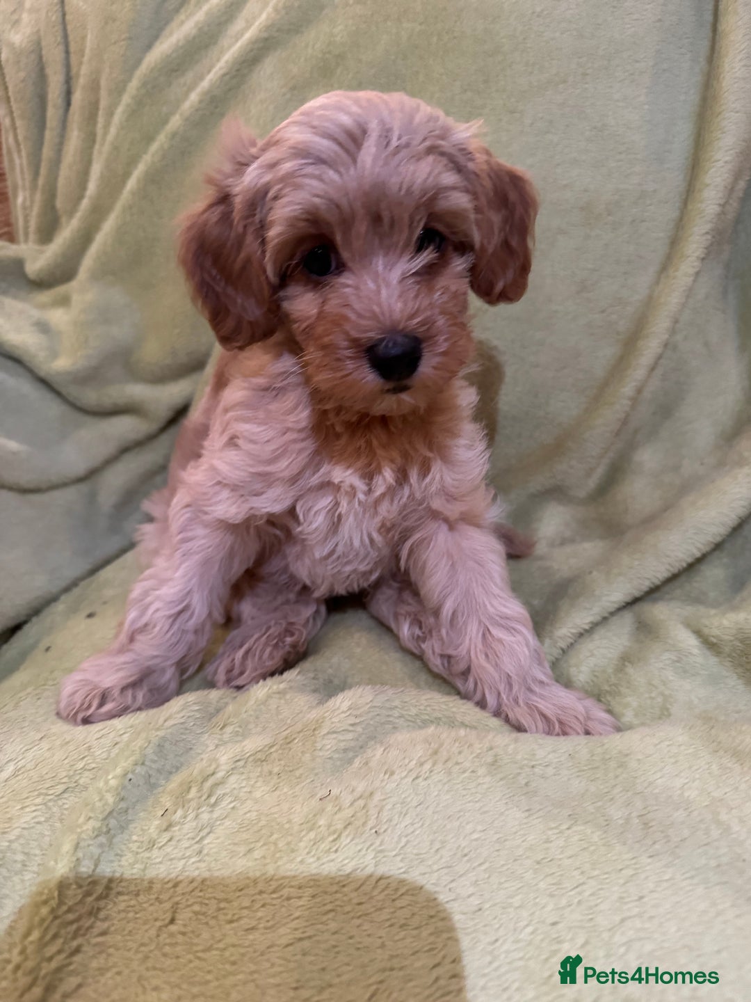 Yorkiepoo dogs for sale: Yorkiepoo pups - Image 4