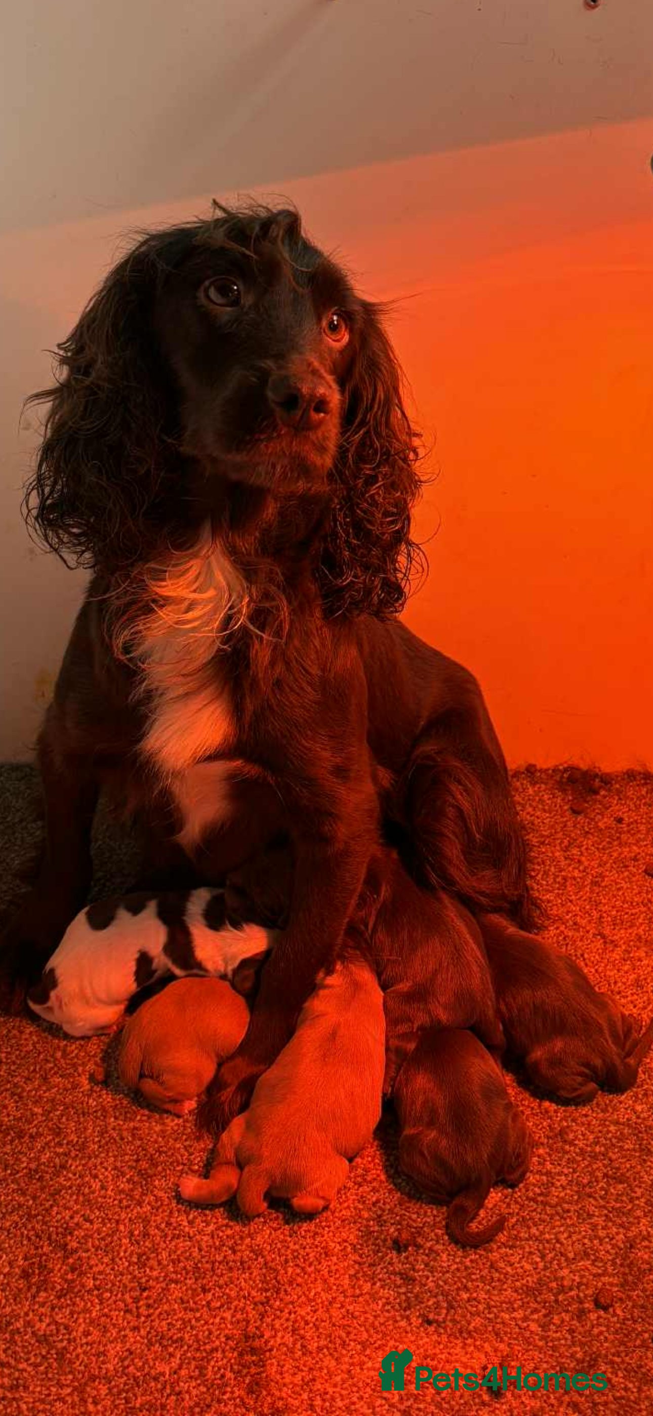 Cocker Spaniel dogs Cocker spaniel pups  - Advert 3