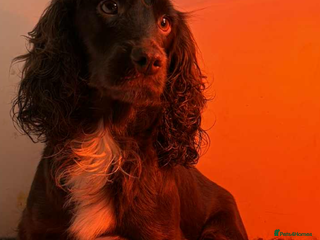 Cocker Spaniel dogs Cocker spaniel pups - Advert 3