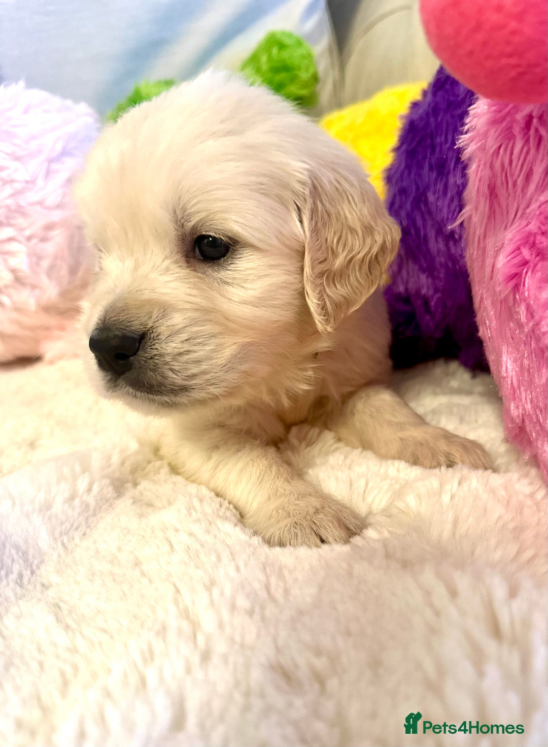 Golden Retriever dogs for sale: Outstanding Champion Lines KC Registered - Advert 12