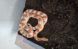 Snake reptiles for sale: Two Snakes for sale - Image 2