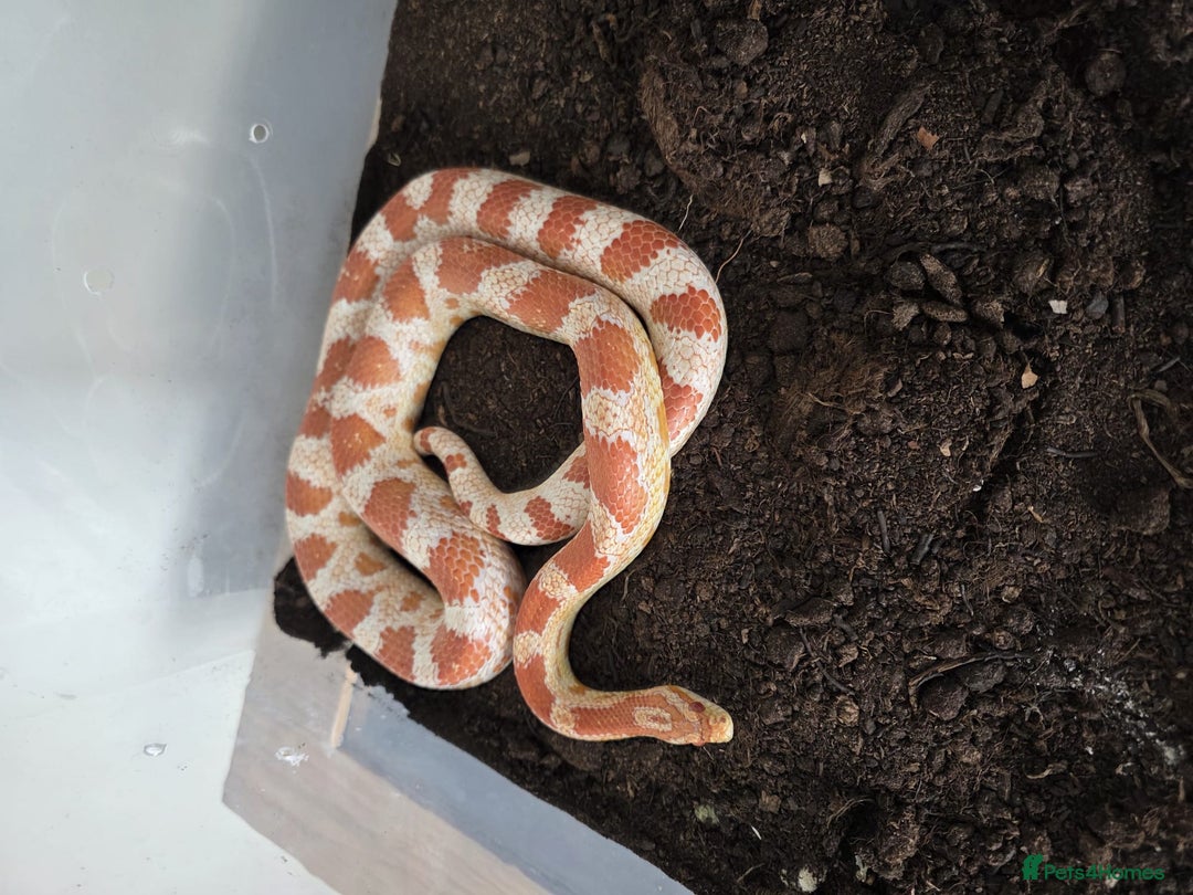 Snake reptiles for sale: Two Snakes for sale - Image 2