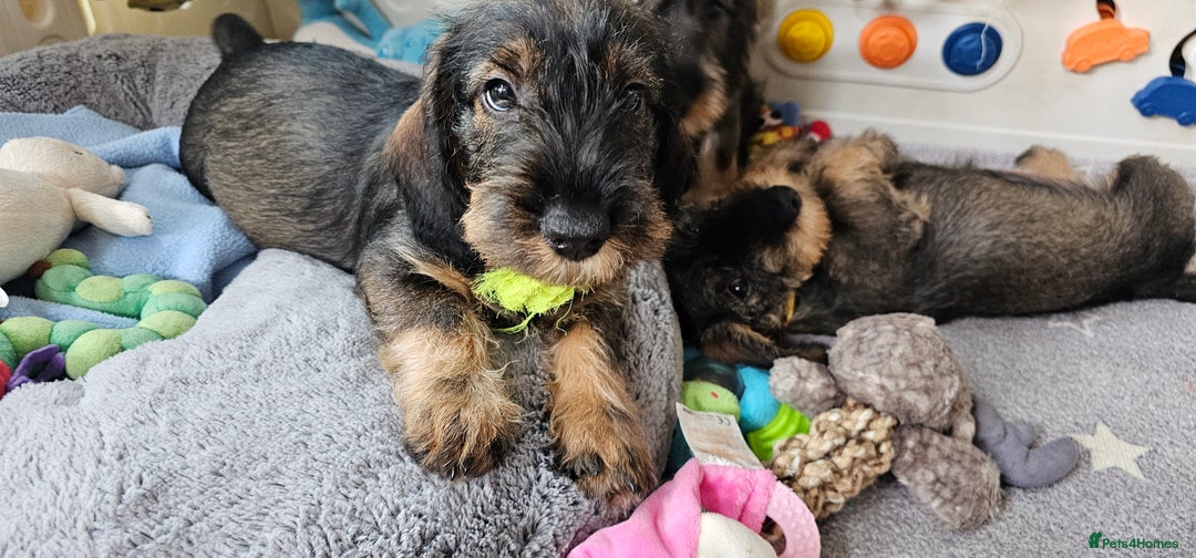 Dachshund dogs for sale: Outstanding Standard Wire haired Dachshund puppies - Image 37