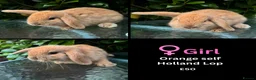 Mini Lop rabbits for sale: Mini lop, holland lop, netherland dwarf - Advert 29