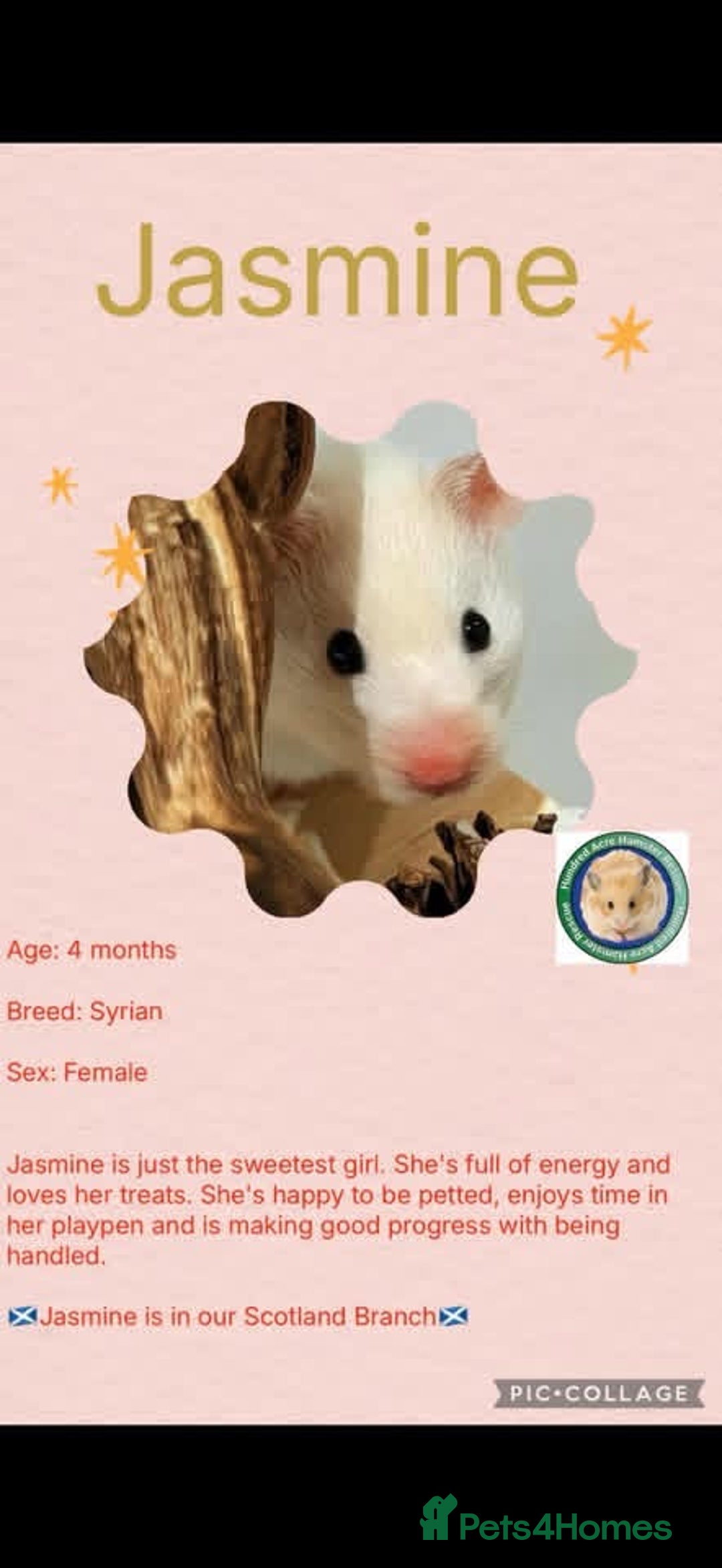 Hamster rodents for sale: Hamsters for adoption  - Advert 11