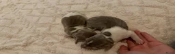 Miniature Dachshund dogs for sale: Miniature DashHound puppies  - Advert 13