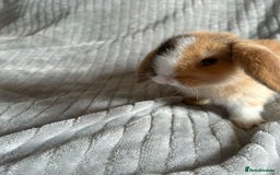 Mini Lop rabbits for sale: Mini Lop Bunnies - Image 12