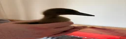 Ducks poultry for sale: 4 Khaki Campbell Ducklings - Advert 6