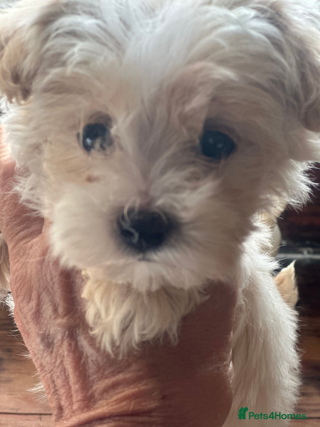 Maltipoo dogs for sale: F1 maltipoo - Image 32