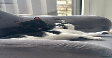 Domestic Shorthair cats in London - Advert 10