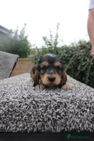 Cocker Spaniel dogs - Advert 5