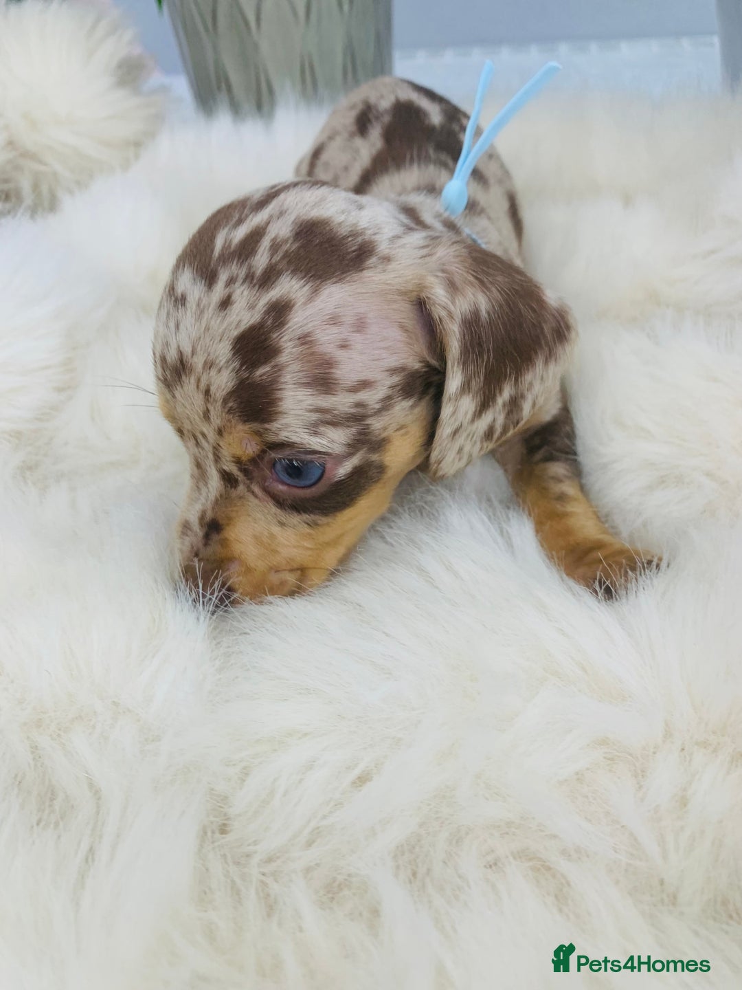 Miniature Dachshund dogs for sale: Miniature Dachshund KC Registered  - Image 8