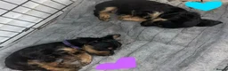 Mixed Breed dogs for sale: 4 Yorkie X cockapoo pups for sale in Harrow - Advert 3