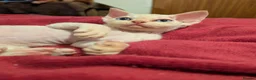 Devon Rex cats for sale: Crazy little gremlins!  in Bristol - Advert 3