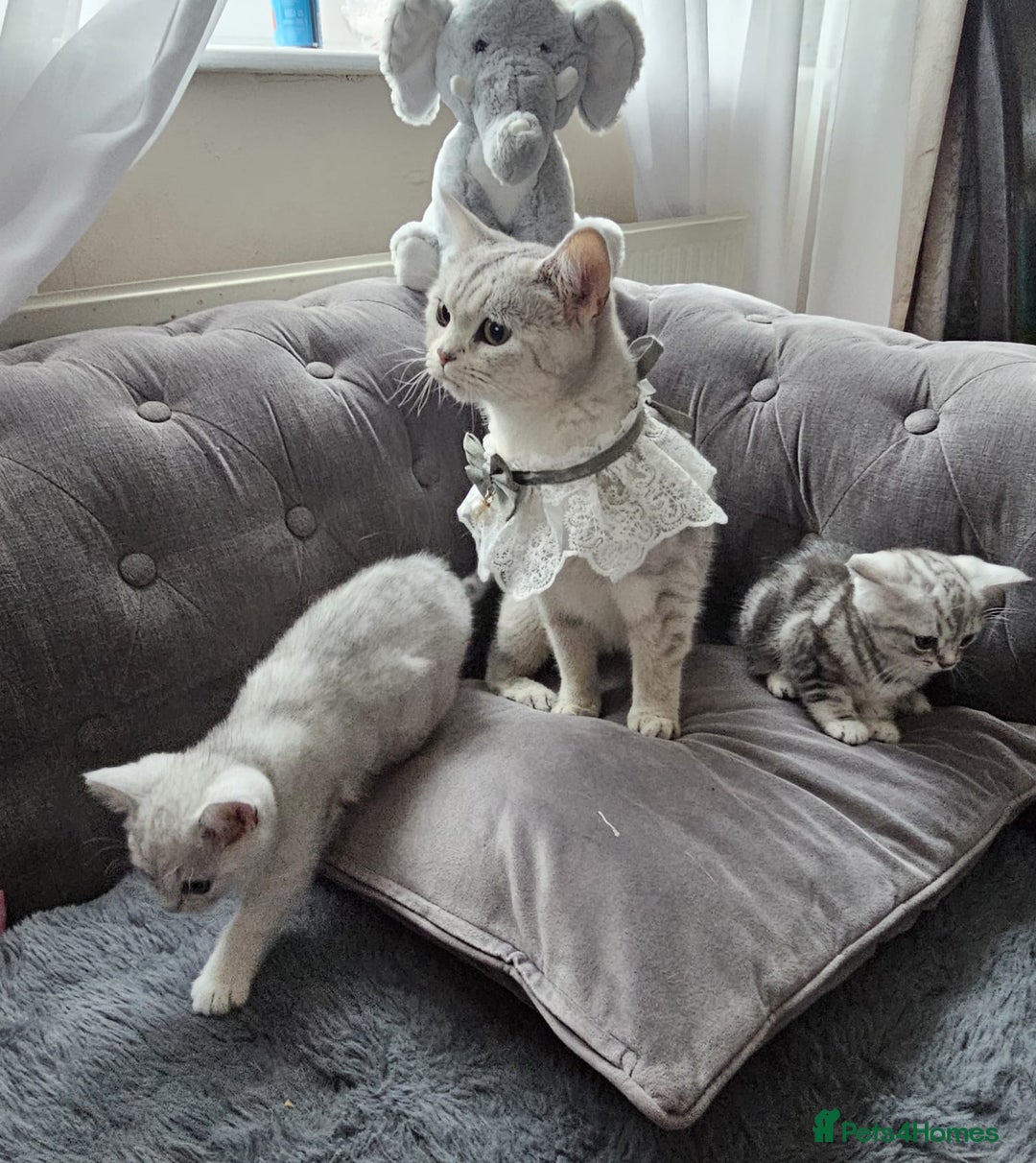 British Shorthair cats for sale: ONE BOY LEFT looking for forever homes - Advert 4