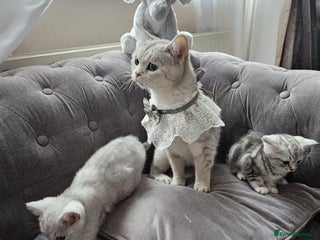 British Shorthair cats Adorable Silver Kittens looking for forever homes - Advert 1