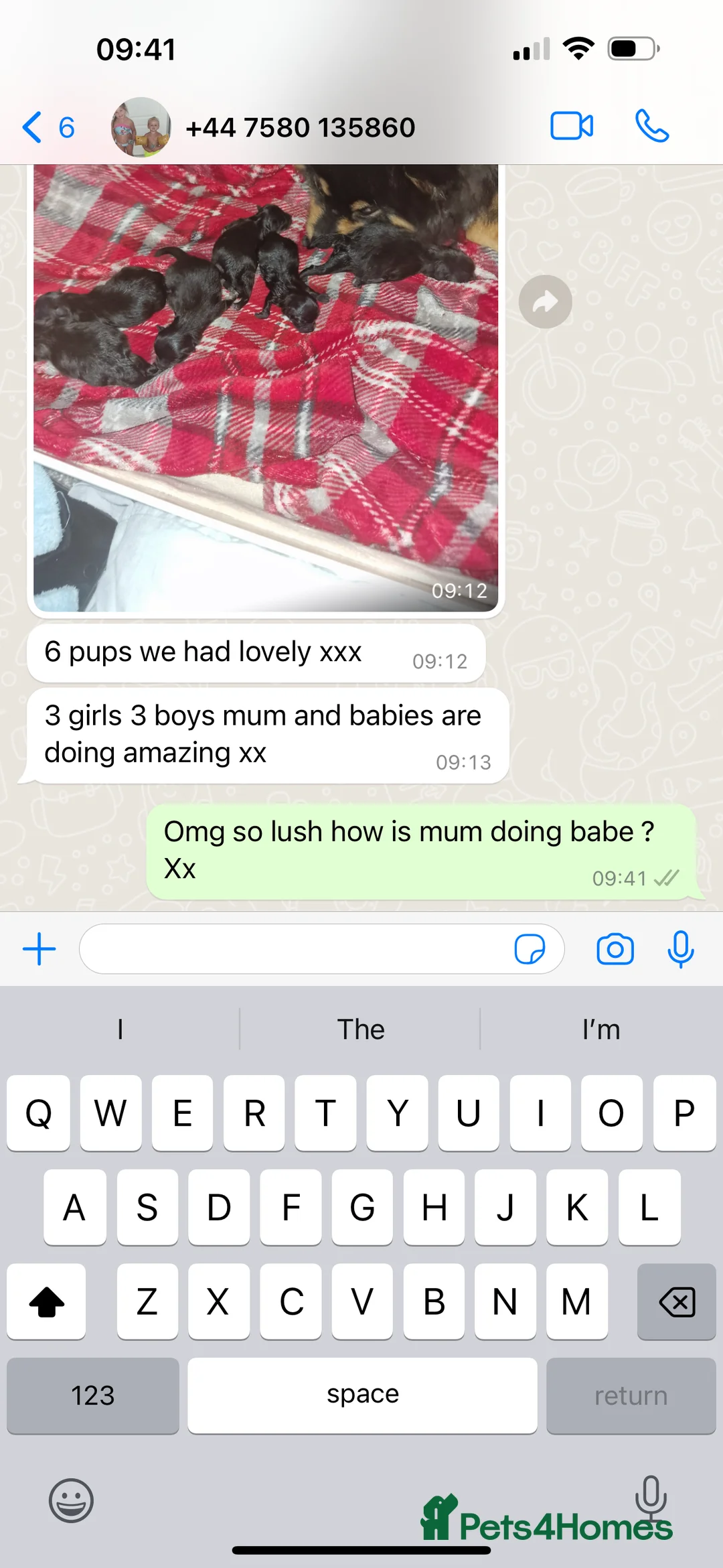 Pomeranian dogs for stud: TINY lilac Russian Pom  in Bridgend - Advert 6