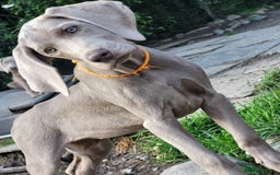 Pointer dogs for sale: 2 KC Registered Pointer Puppies - Image 1