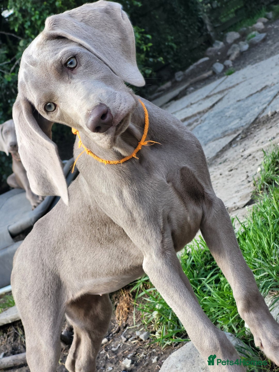 Pointer dogs for sale: 2 KC Registered Pointer Puppies - Image 1