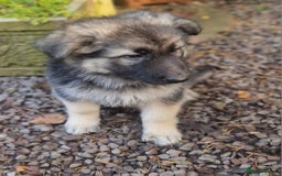 German Shepherd dogs for sale: Gorgeous long coated German Shepherd puppies - Image 7