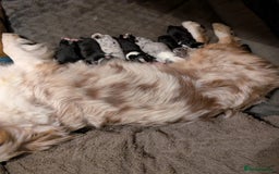 Australian Shepherd dogs for sale: KC registered Australian shepherd puppies  - Image 16