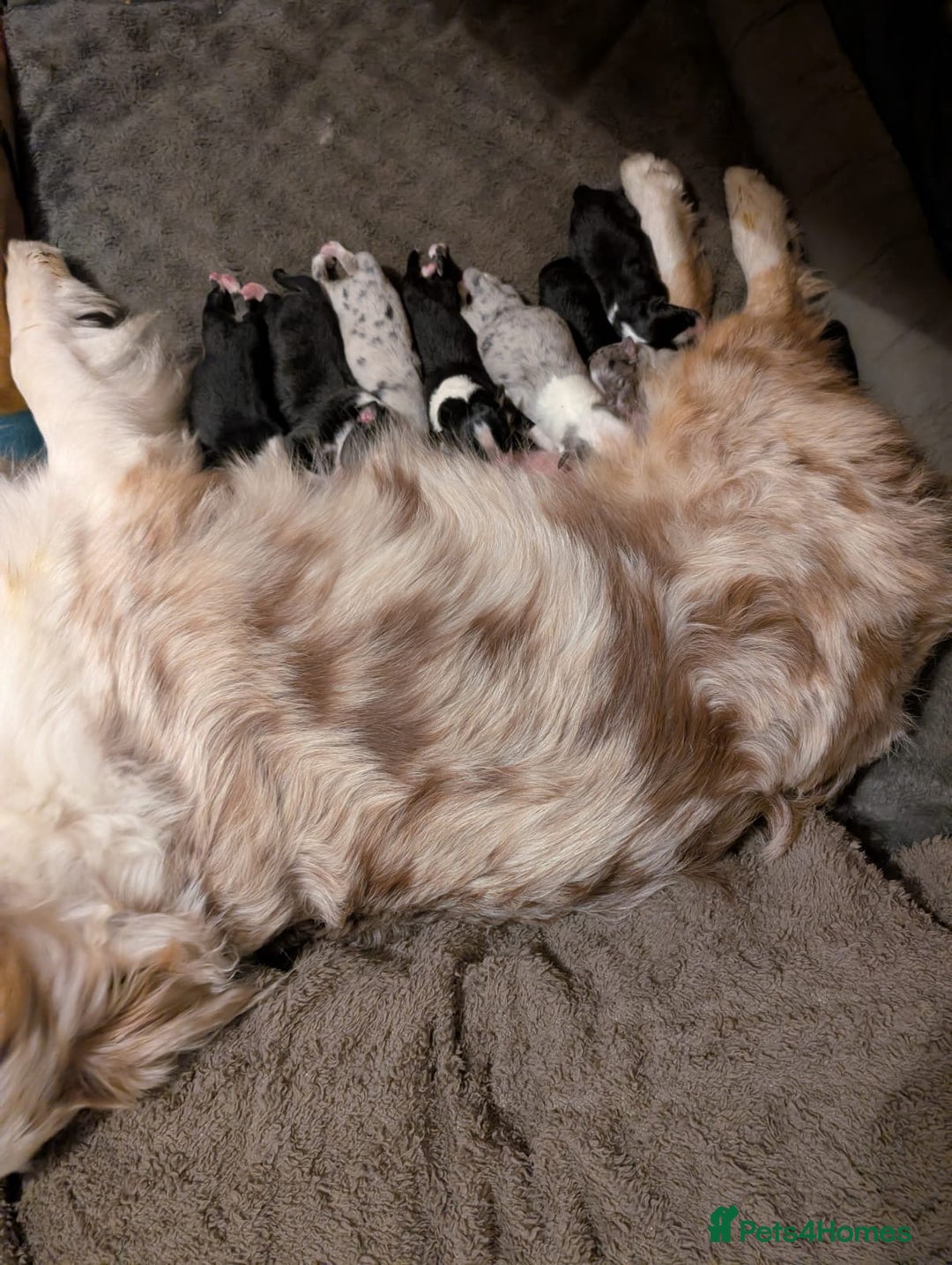 Australian Shepherd dogs for sale: KC registered Australian shepherd puppies  - Image 16