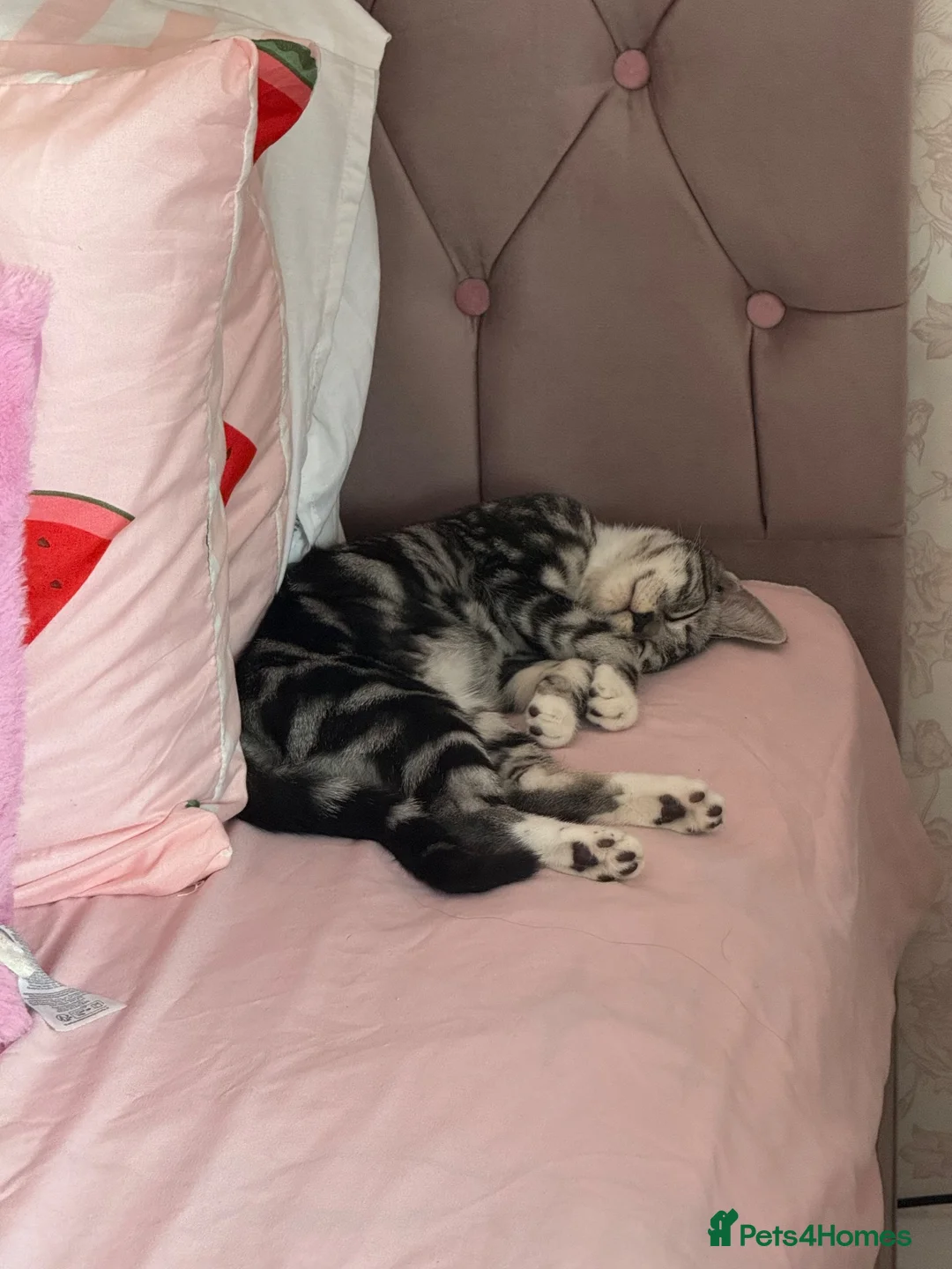 Mixed Breed cats for sale: Kitten for rehome  in Hayes - Advert 1