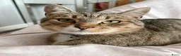Mixed Breed cats for sale: Tabby male  - Advert 7