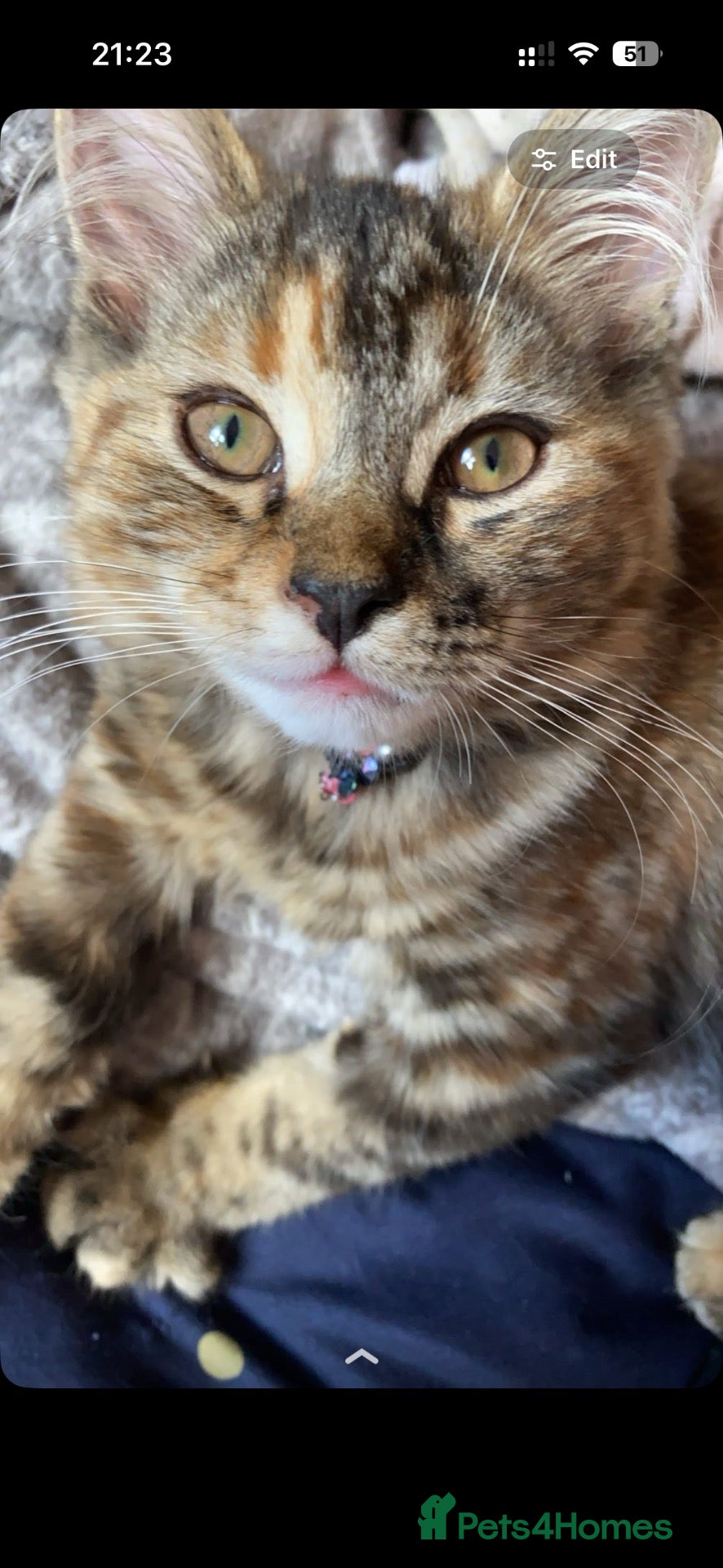 Domestic Shorthair cats female domestic cat - Advert 6